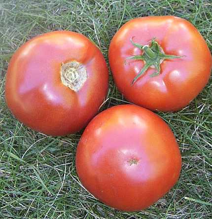 Légumes-tomate-stupice 15 graines